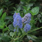 Blue Blossom Ceanothus (Ceanothus thyrsiflorus) – plant photo