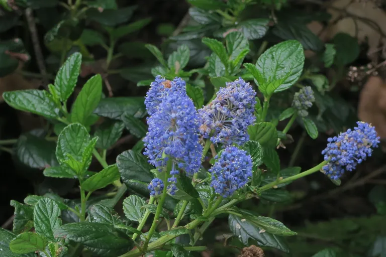 Ceanothus thyrsiflorus