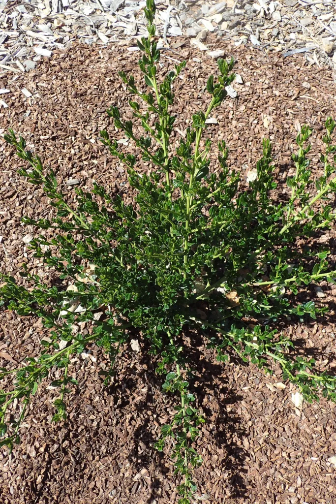 Kalifornischer Flieder (Ceanothus thyrsiflorus) – im Garten, Pflanzenfoto