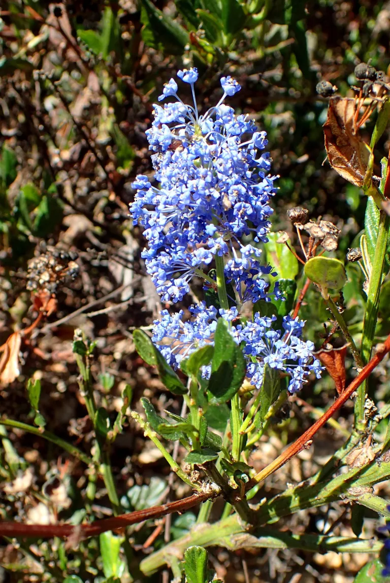 Blue Blossom Ceanothus (Ceanothus thyrsiflorus) – in a garden setting, plant photo