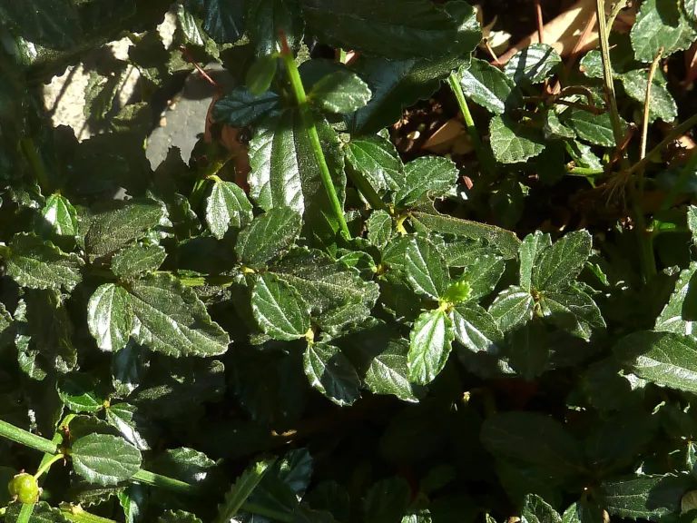 Repens (Ceanothus thyrsiflorus ‘Repens’) (Ceanothus thyrsiflorus 'Repens')