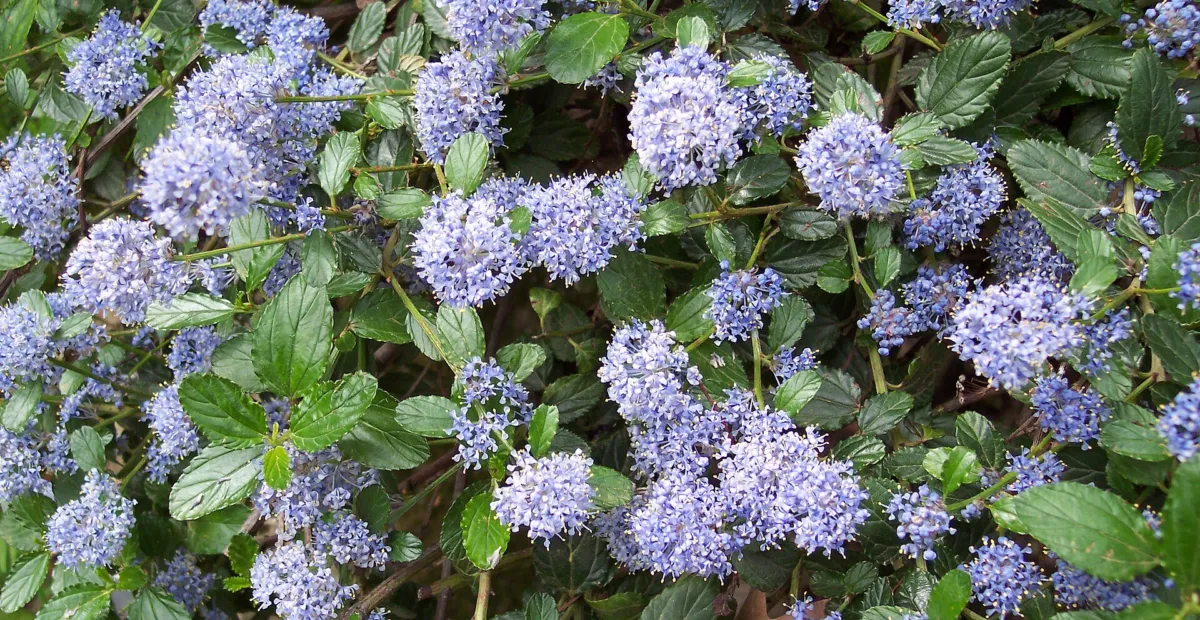 Ceanothus thyrsiflorus 'Repens' – plant photo