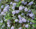 Repens (Ceanothus thyrsiflorus ‘Repens’)