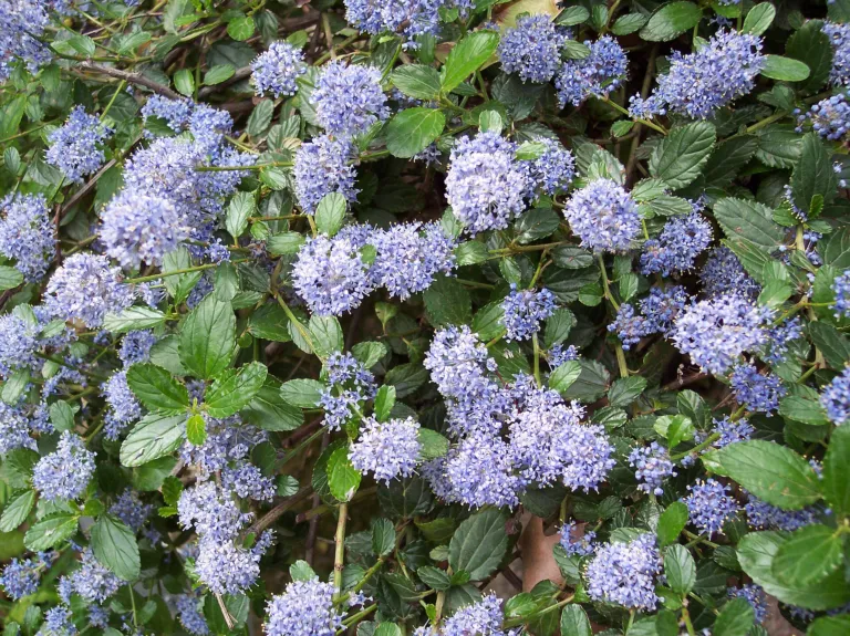 Ceanothus thyrsiflorus 'Repens'