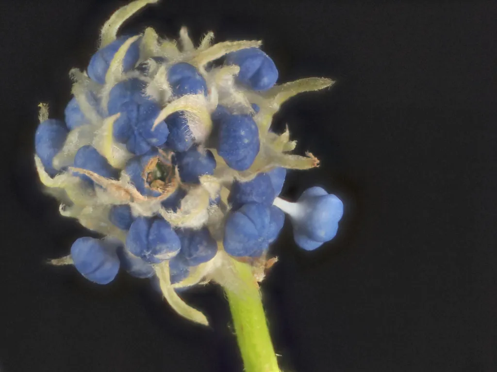 Kriechende Säckelblume (Ceanothus thyrsiflorus 'Repens') – Blüten in Nahaufnahme, Pflanzenfoto