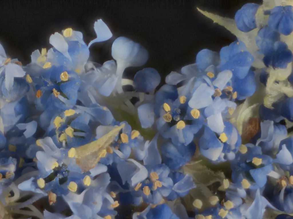 Kriechende Säckelblume (Ceanothus thyrsiflorus 'Repens') – Blüten in Nahaufnahme, Pflanzenfoto