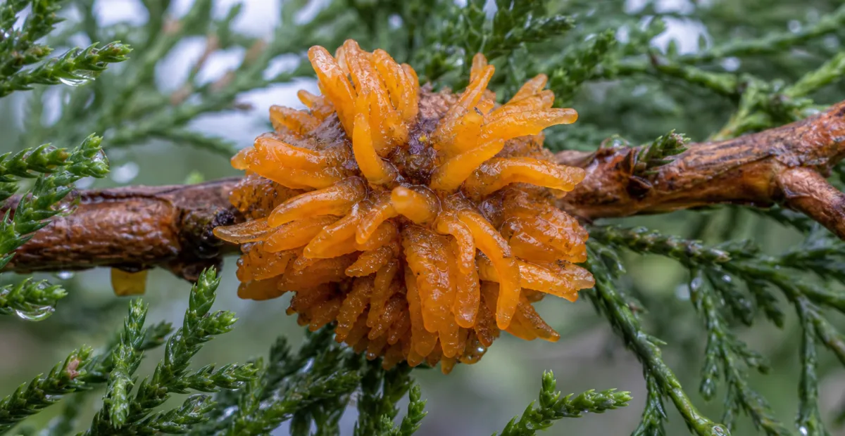 Cedar-Apple Rust