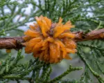 Cedar-Apple Rust