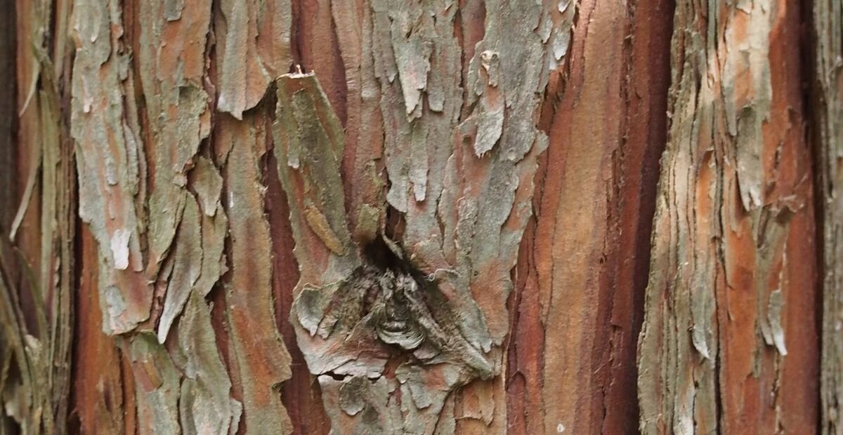 cédrovec zbiehavý (Calocedrus decurrens) – fotografia rastliny