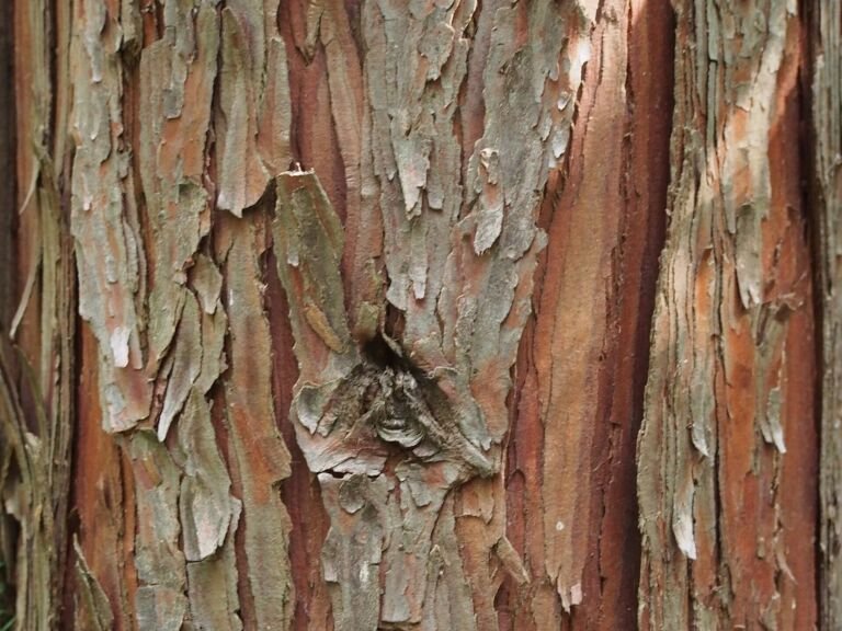 Calocedrus decurrens