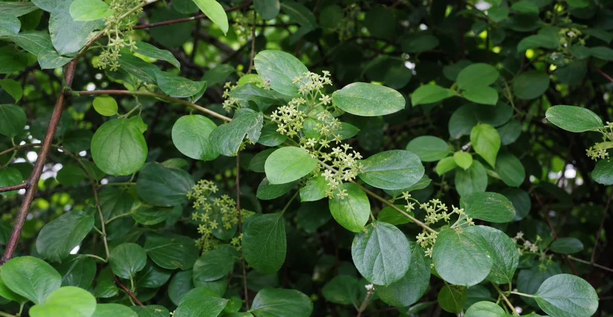 Celastrus orbiculatus – plant photo