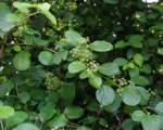 Celastrus orbiculatus care guide