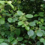 Celastrus orbiculatus care guide (Celastrus orbiculatus) – plant photo