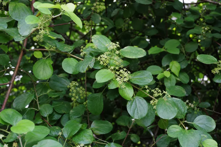 Celastrus orbiculatus