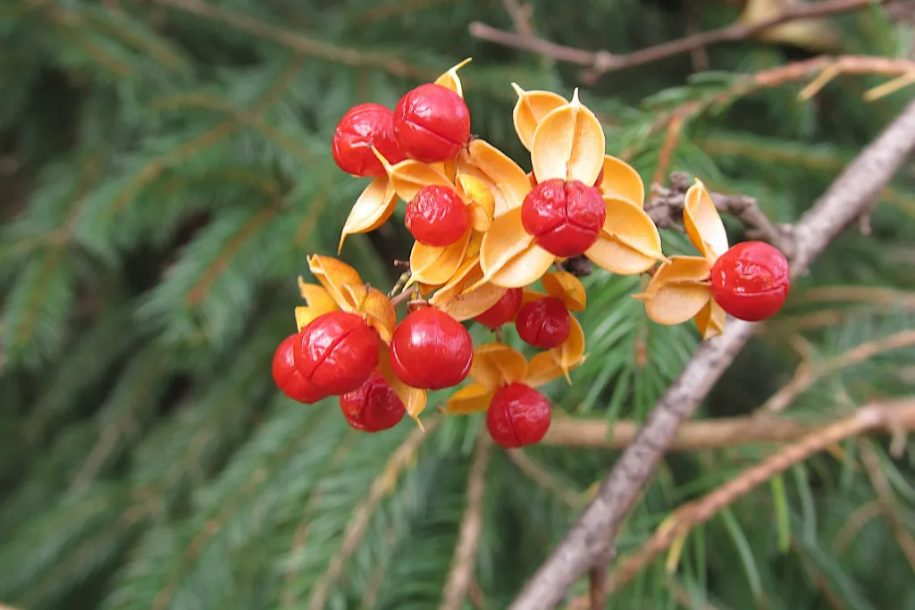 Celastrus orbiculatus care guide (Celastrus orbiculatus) – in a garden setting, plant photo