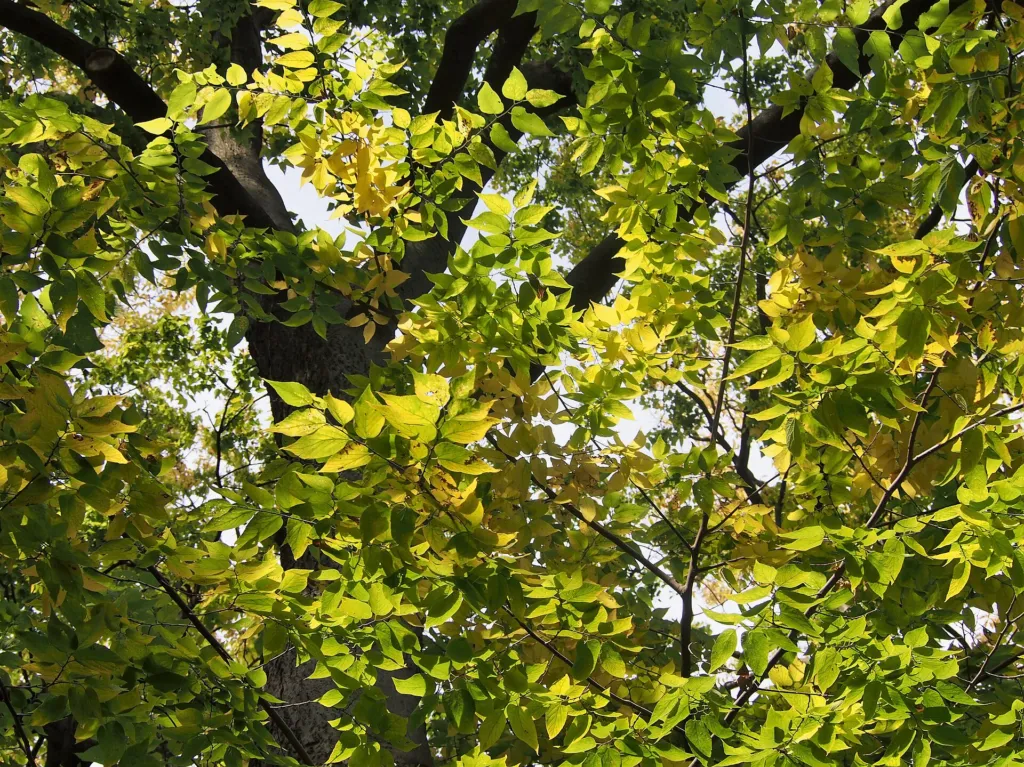 Amerikanischer Zürgelbaum (Celtis occidentalis) – im Garten, Pflanzenfoto