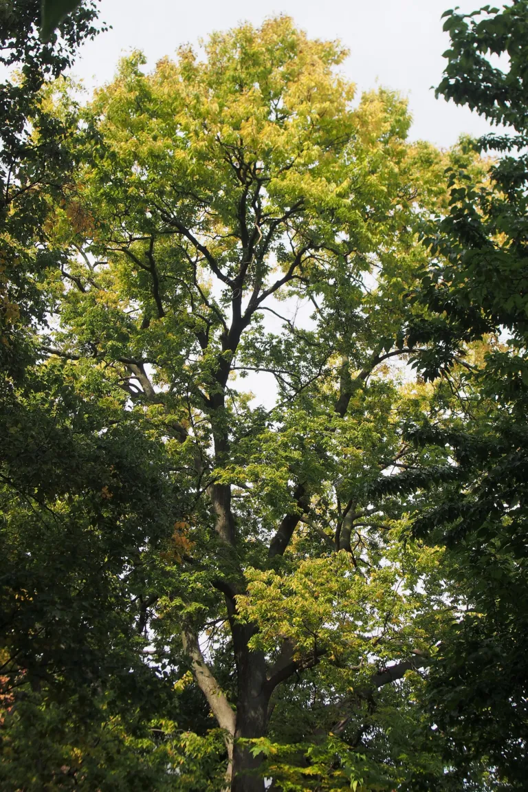beaverwood (Celtis occidentalis) – in a garden setting, plant photo