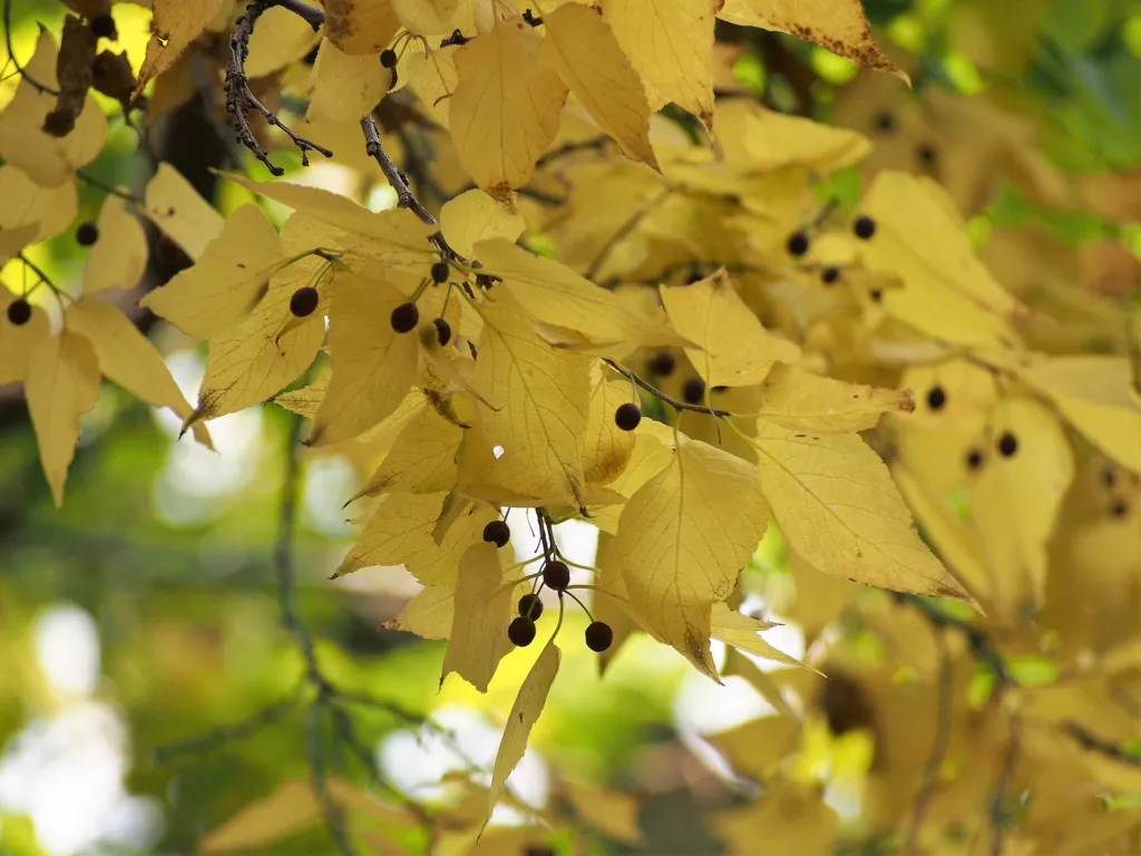 Amerikanischer Zürgelbaum (Celtis occidentalis) – Früchte in Nahaufnahme, Pflanzenfoto