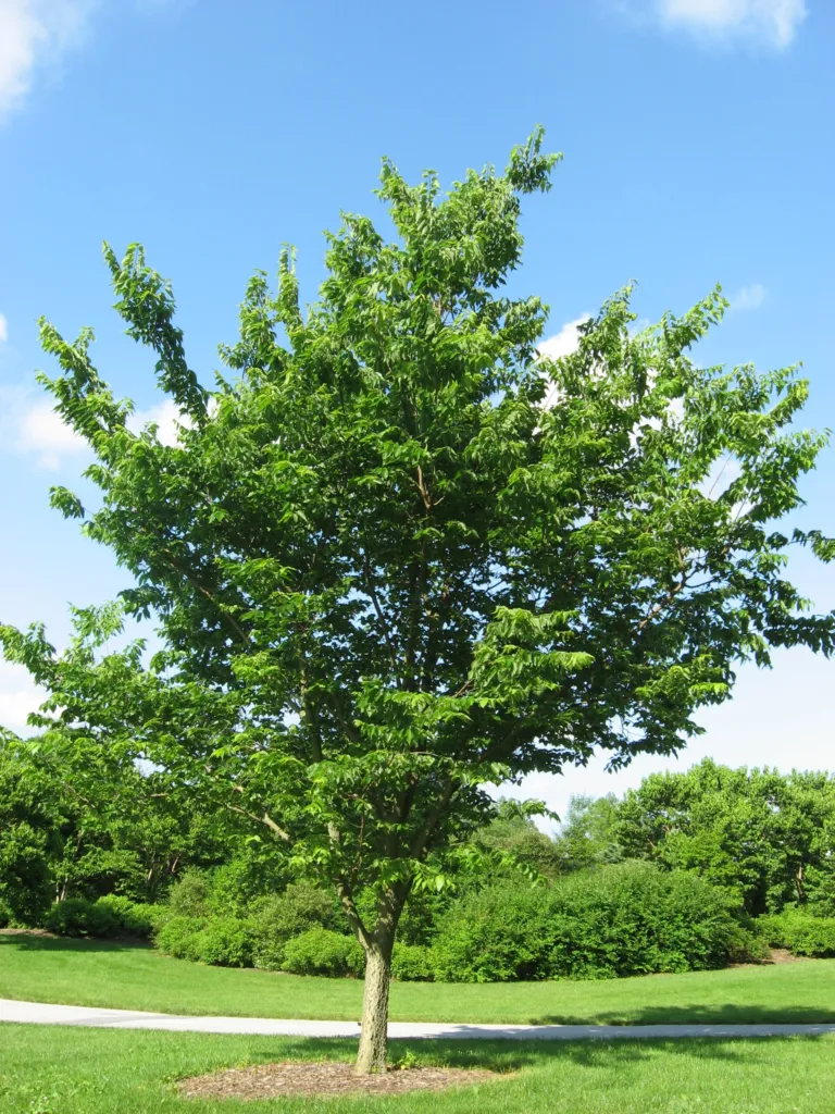 Amerikanischer Zürgelbaum (Celtis occidentalis) – natürliche Wuchsform, Pflanzenfoto