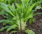 Celtuce (Lactuca sativa Angustana Group) care guide