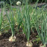 Cepa Group (Allium cepa Group) (Allium cepa Cepa Group) – plant photo