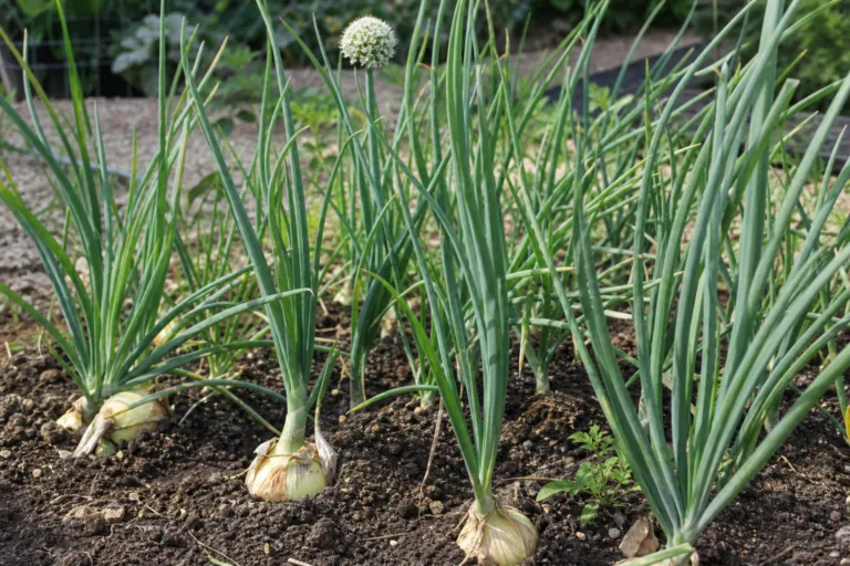 Allium cepa Cepa Group