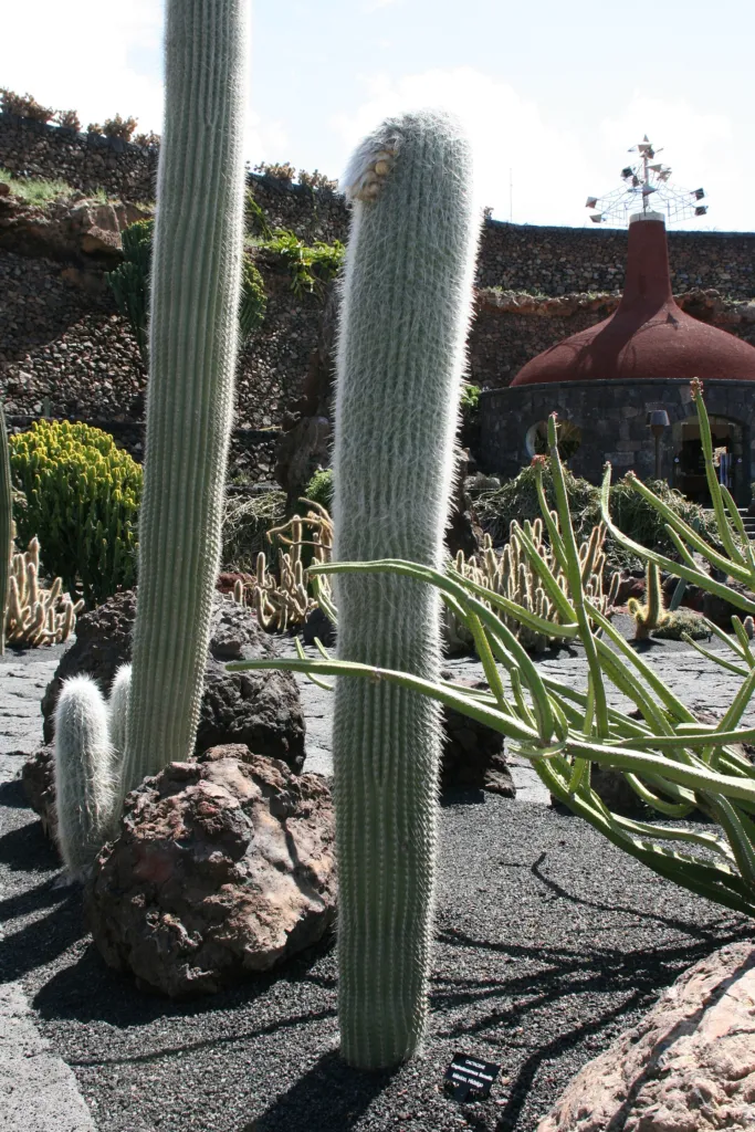 hlavovec starecký (Cephalocereus senilis) – v záhrade, fotografia rastliny