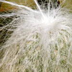 old man cactus (Cephalocereus senilis) – plant photo