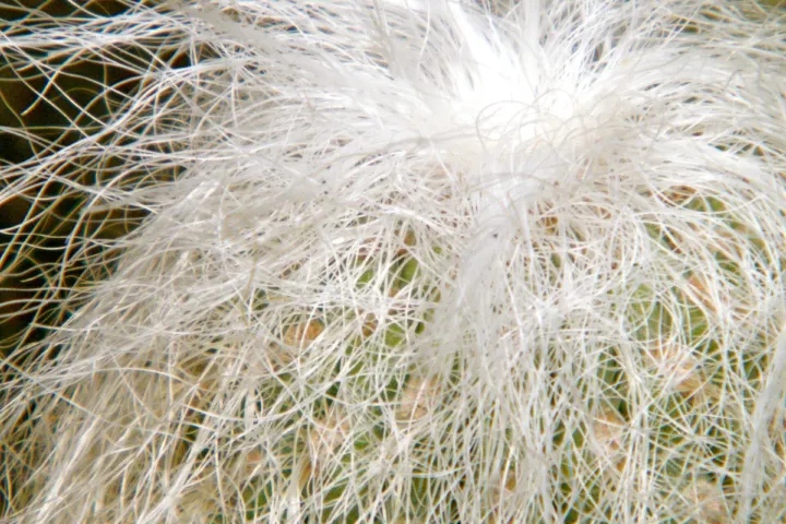 Cephalocereus senilis