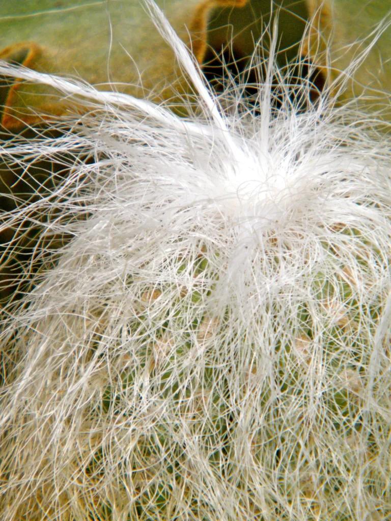 Cephalocereus senilis