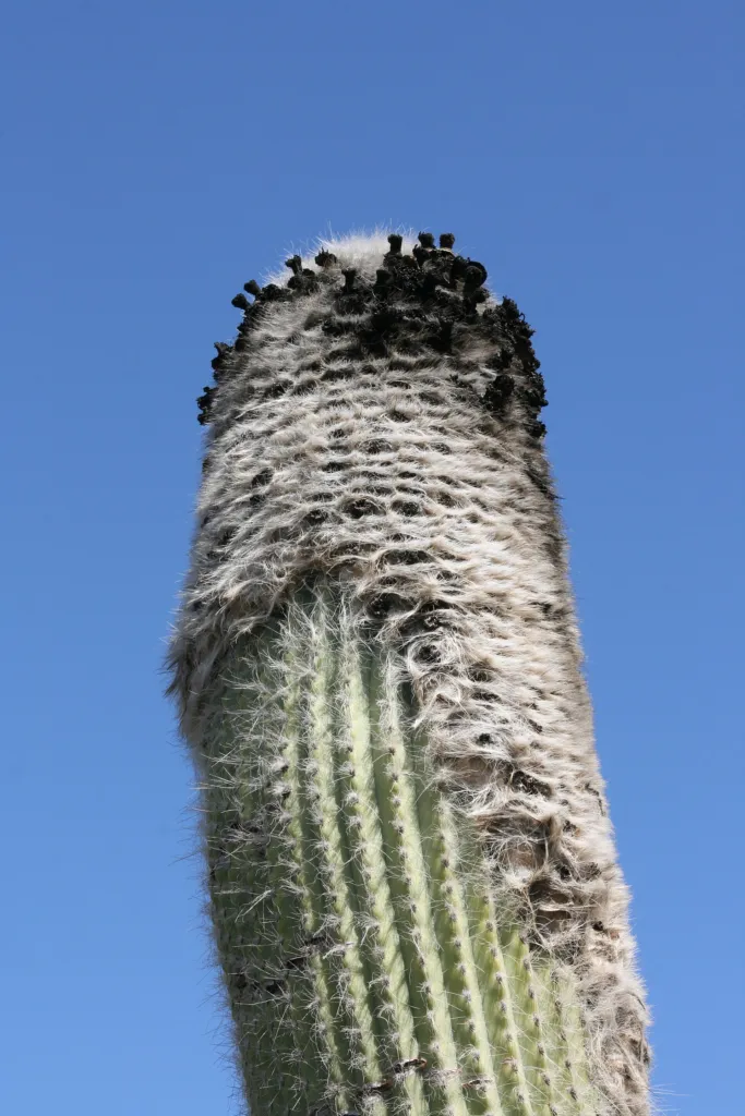 hlavovec starecký (Cephalocereus senilis) – v záhrade, fotografia rastliny