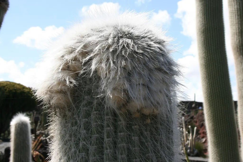 hlavovec starecký (Cephalocereus senilis) – v záhrade, fotografia rastliny