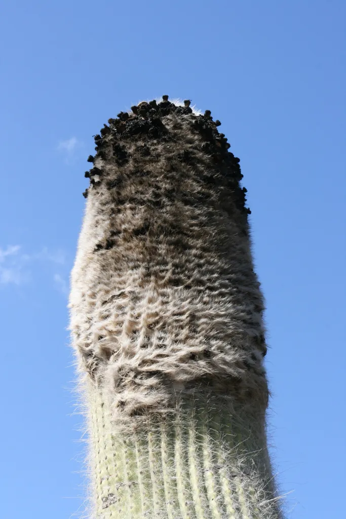 hlavovec starecký (Cephalocereus senilis) – v záhrade, fotografia rastliny