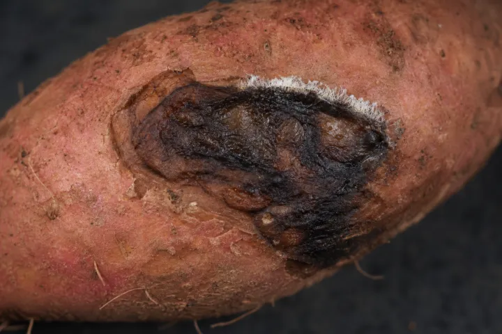 Ceratocystis Wilt, Canker, and Black Rot