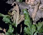 Cercospora-Blattfleckenkrankheit der Rübe