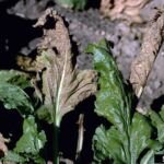Cercospora-Blattfleckenkrankheit der Rübe