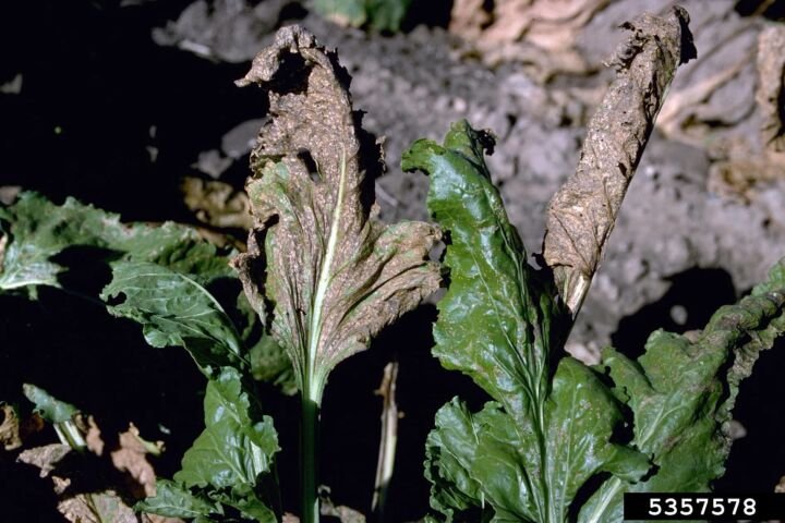 Cercospora-Blattfleckenkrankheit der Rübe