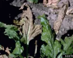 Cercospora leaf spot