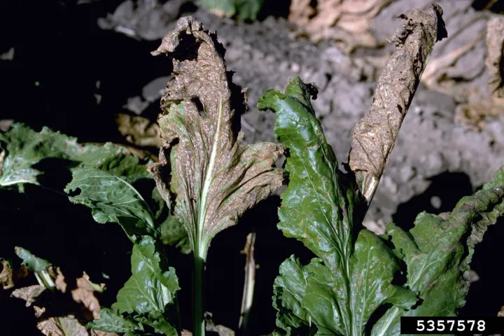 Cercospora leaf spot