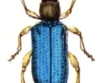 Cereal leaf beetle