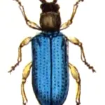 Cereal leaf beetle