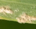 Cereal Powdery Mildew