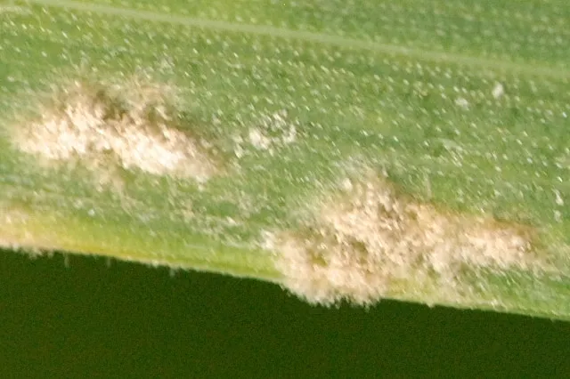 Cereal Powdery Mildew