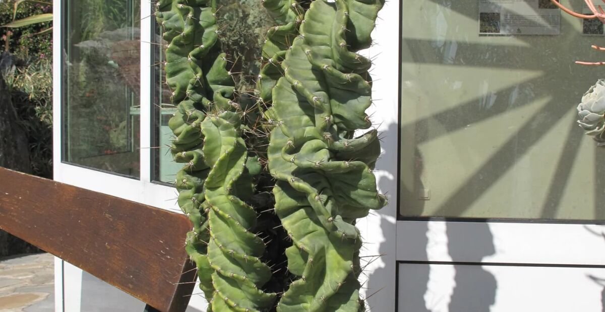 Cereus forbesii – Pflanzenfoto