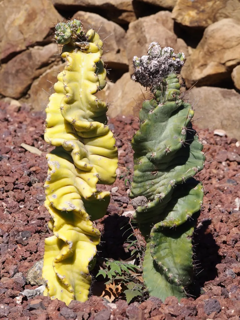 Cereus forbesii – pestovanie a (Cereus forbesii) – v záhrade, fotografia rastliny