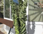 Cereus forbesii care guide