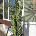 Cereus forbesii care guide (Cereus forbesii) – plant photo