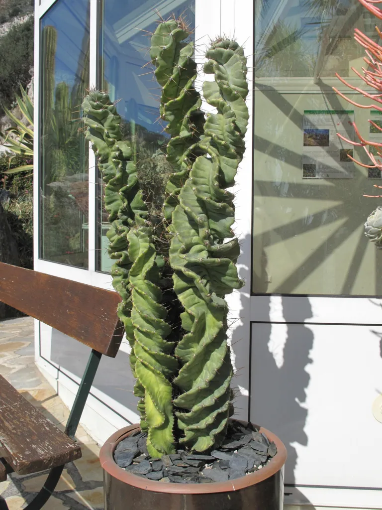 Cereus forbesii