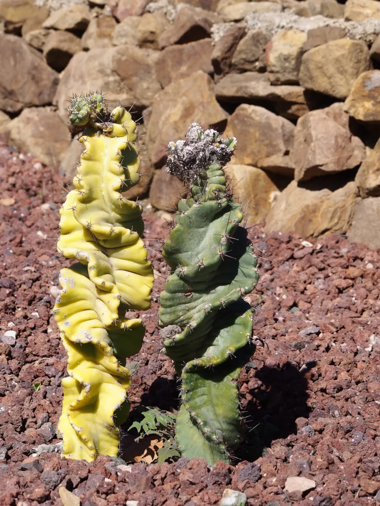Cereus forbesii – pestovanie a (Cereus forbesii) – v záhrade, fotografia rastliny