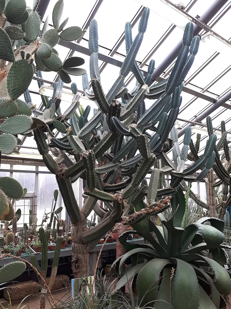 Cereus forbesii – pestovanie a (Cereus forbesii) – v záhrade, fotografia rastliny